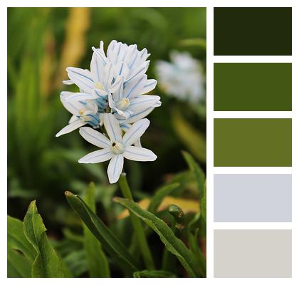 Star Hyacinth Flowers Plant Image